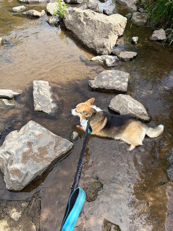 Family outing with corgi at Meisenheim creek