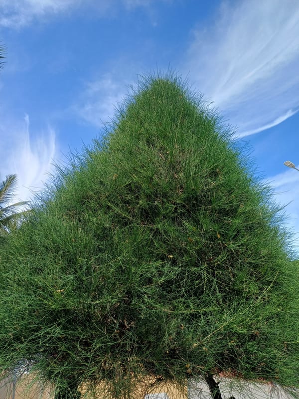 Nha Trang's coastal boulevard and its roadside greenery