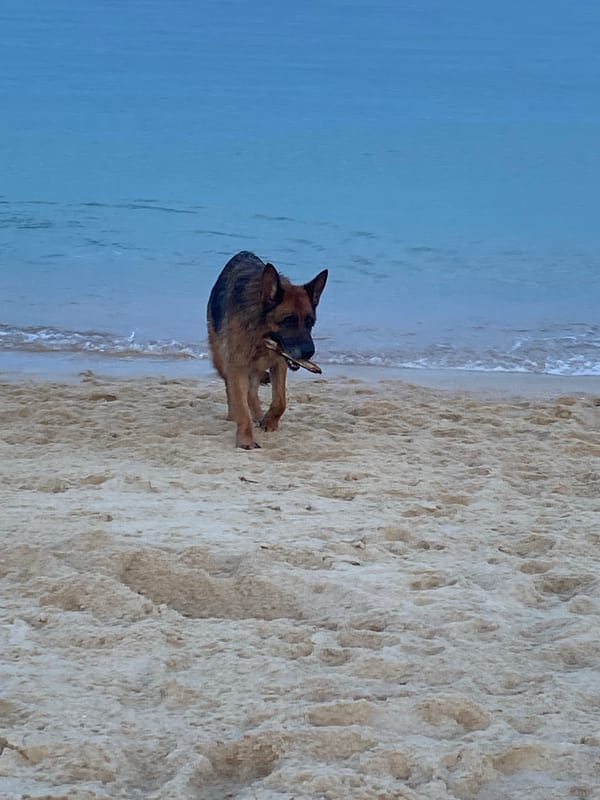 Dogs, graffiti boulders, and beach vibes at Baan Lamai
