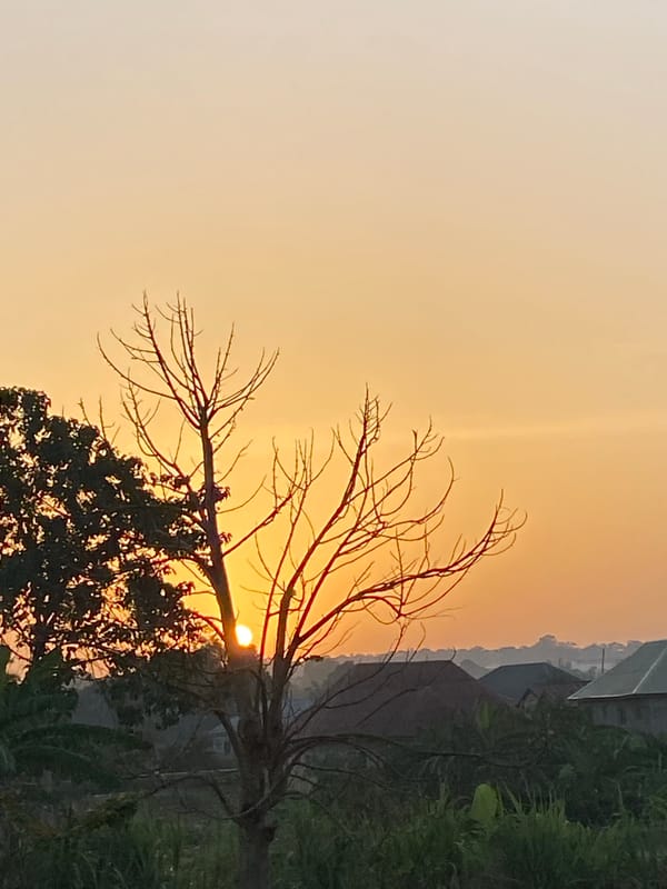 Sunset photographed through bare trees in Sabon Tasha Nigeria