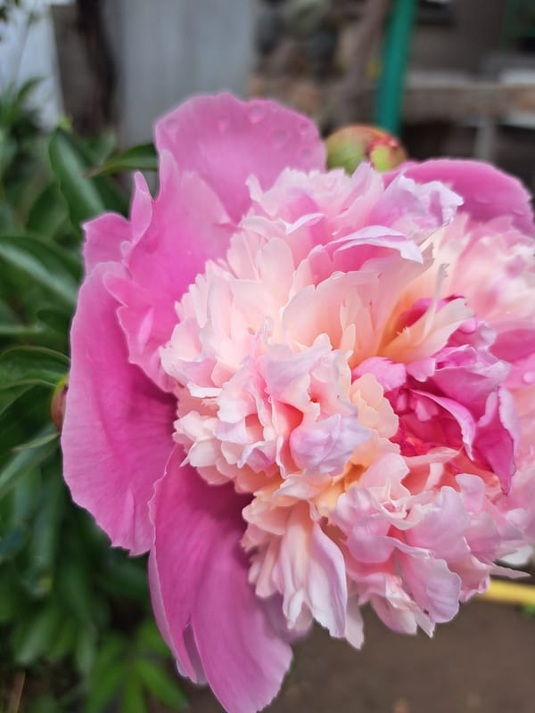 Spring garden blooms and birds documented in Bulgarian village