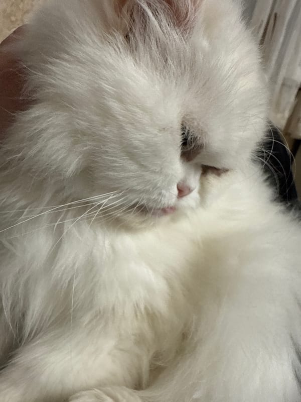 White Persian cat photographed resting in Burgas, Bulgaria