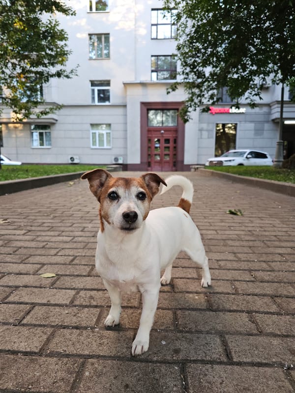 Jack Russell Terrier on a Moscow sidewalk, golden hour