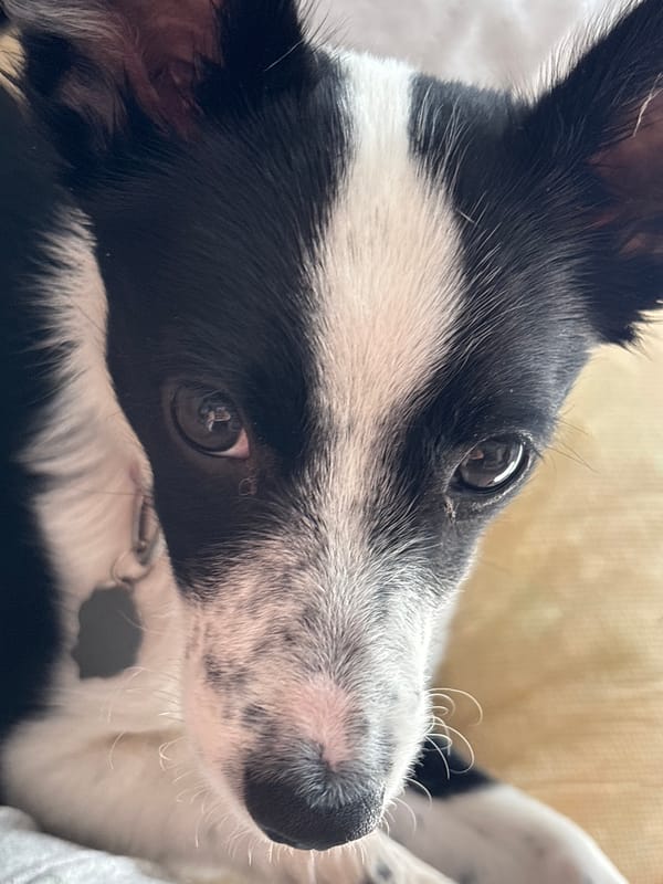 Everyday moments captured in Chaikovsky: selfies, church, dog photos