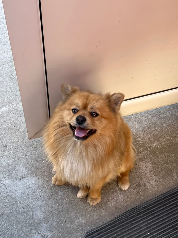 Pomeranian dog plays on patio in Manole, Bulgaria