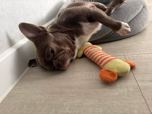 French Bulldog puppy naps with its toy in Votkinsk