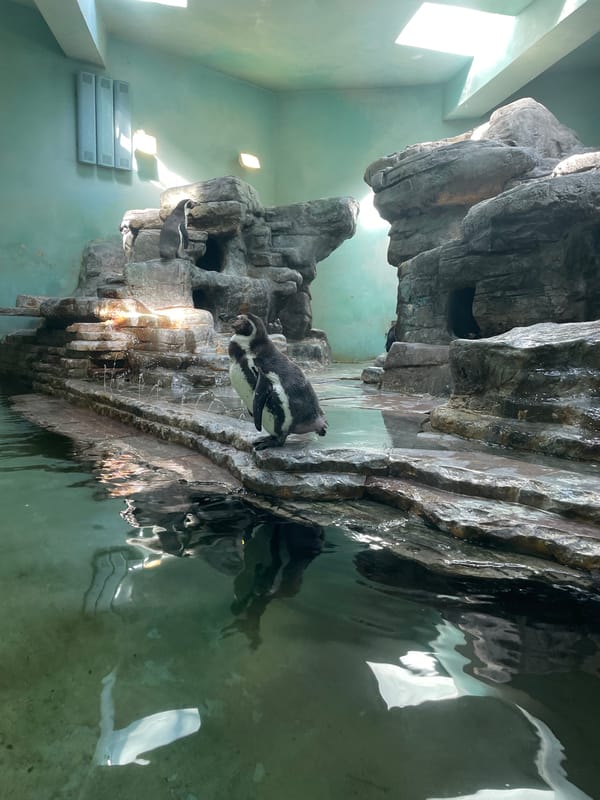 Penguin swims in artificial habitat at Prague zoo facility
