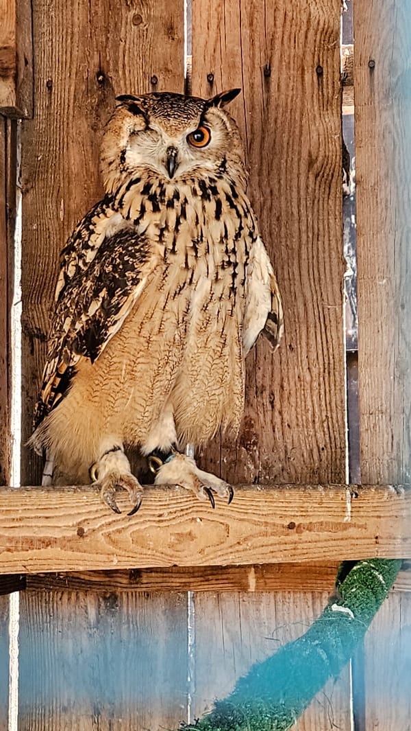 Eurasian Eagle-Owl spotted in Stara Zagora, Bulgaria