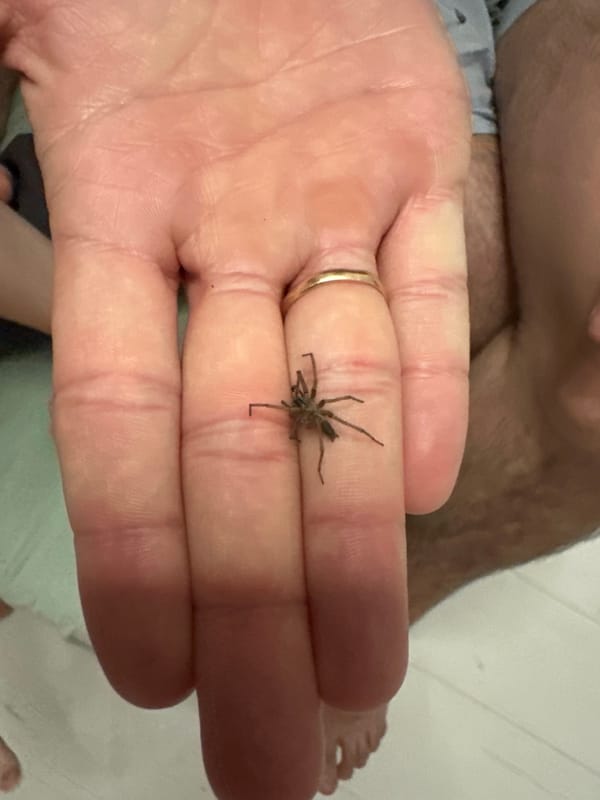 Spider encounters person indoors in Russian home setting