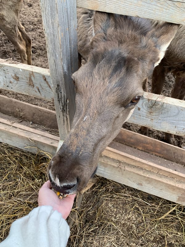 Residents hand-feed moose, deer, goats in Russian villages