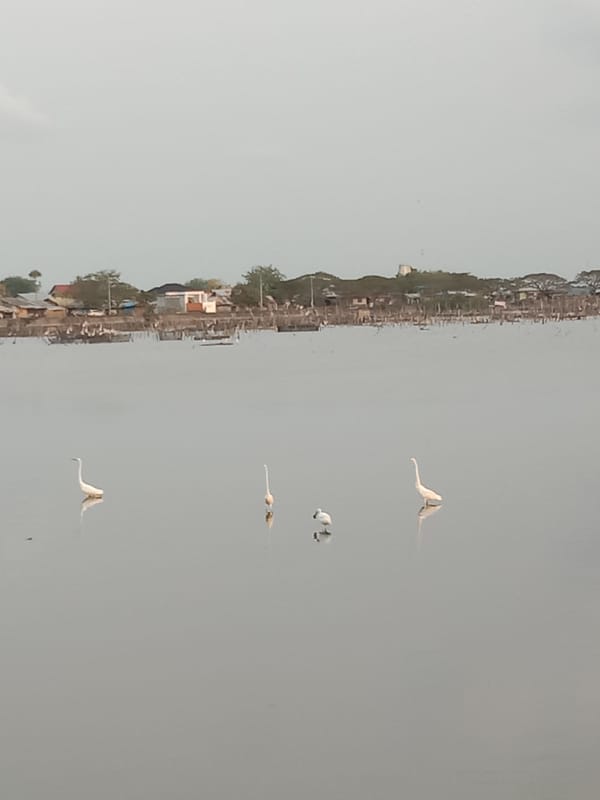 Waterfront dredging draws crowds, egrets in Lhokseumawe