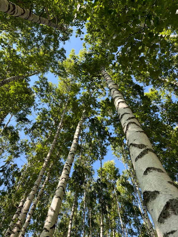 Birch forest walk with wildflowers on a sunny day