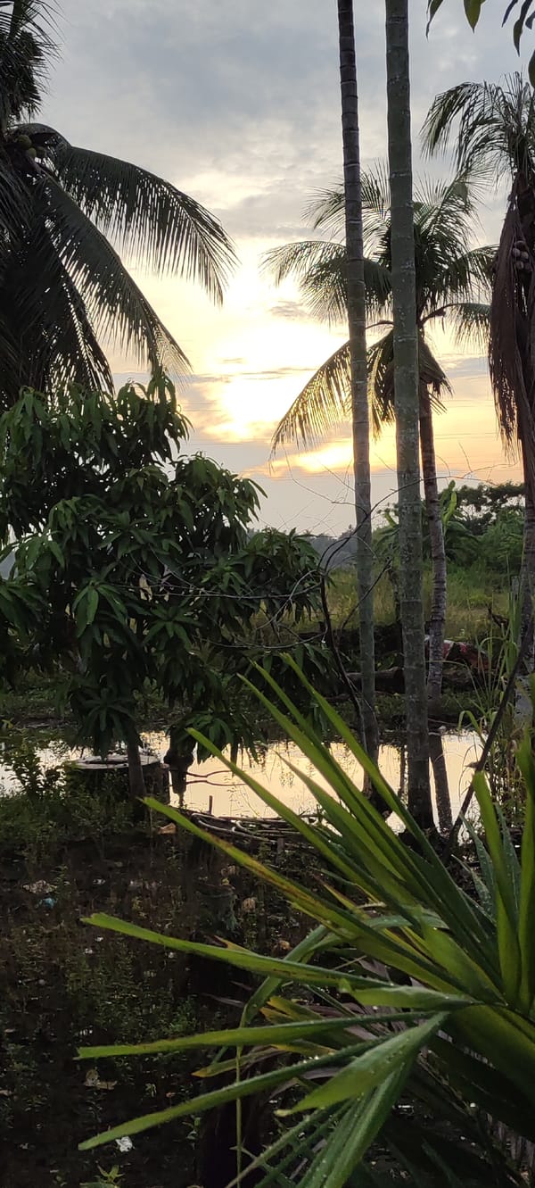 Palm trees and still water at dusk near Lhokseumawe