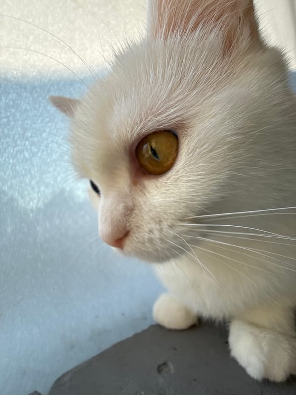 White cat with amber eyes, multiple angles and settings