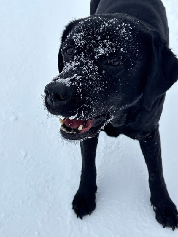 Black Labrador plays with orange toy in Chaikovsky snow