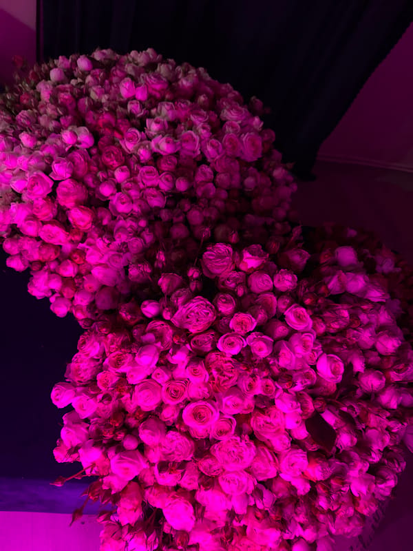 Pink rose clusters observed in Yerevan, Armenia