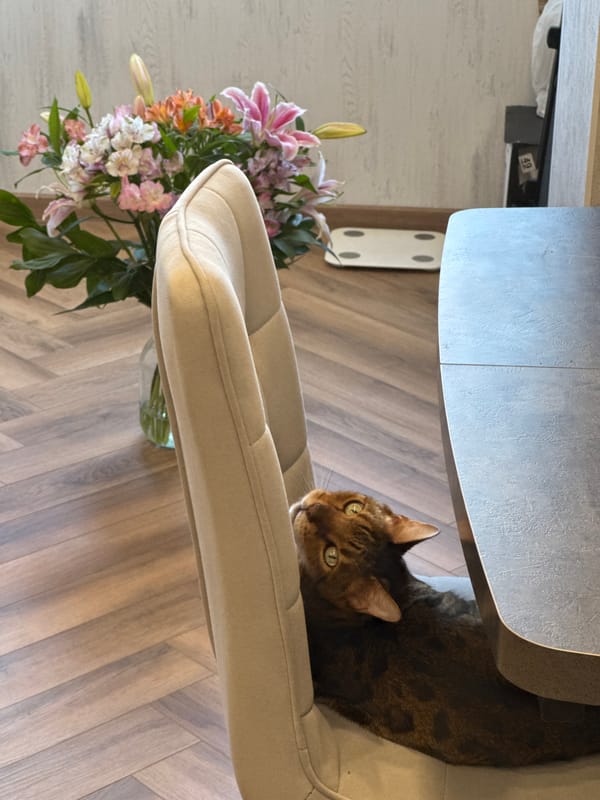 Tabby cat rests on chair near flower bouquet