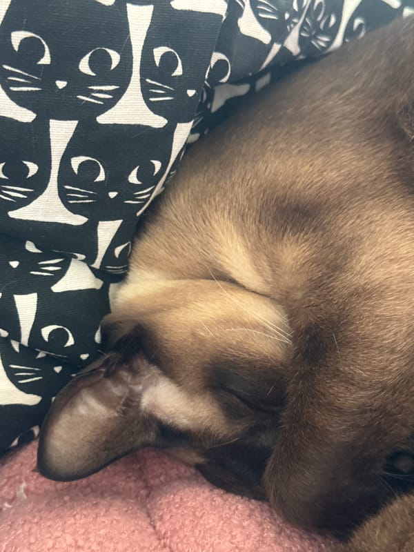 Siamese cat photographed sleeping in Ramat Gan home