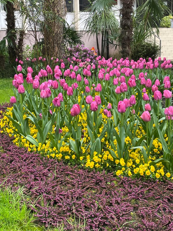 Spring rain showers captured in Sochi's subtropical gardens