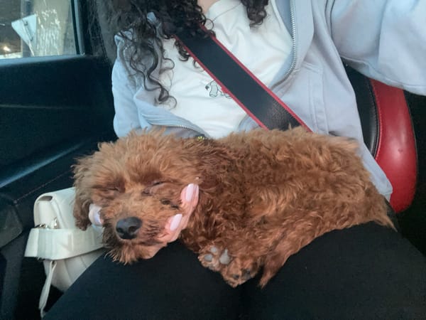 Brown poodle naps on passenger's lap in Sofia vehicle