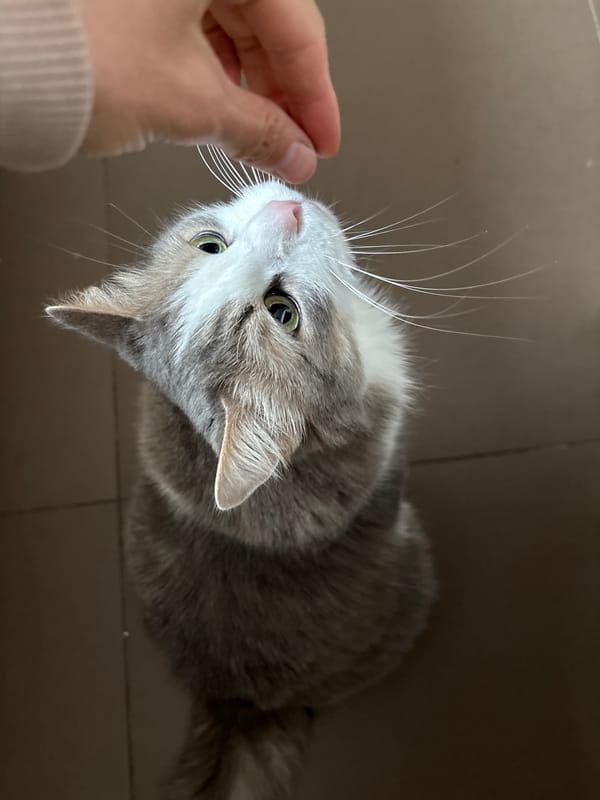 Cat observes mealtime in foggy Ulyanovsk household