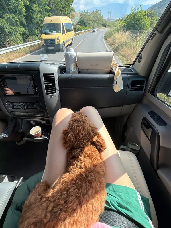 Toy poodle travels through Ribnik, Bulgaria by road and air