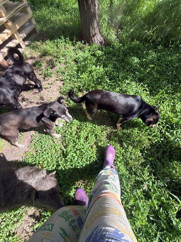 Woman documents leisurely afternoon with cats and dogs in Russia