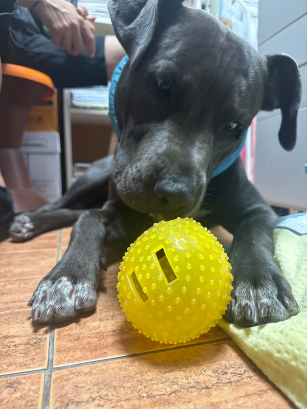 Dog chews bone and plays on tiled floor in Aksakovo