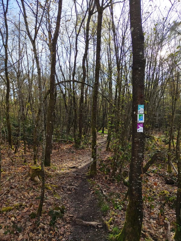 Forest paths documented in Mettlach, Germany