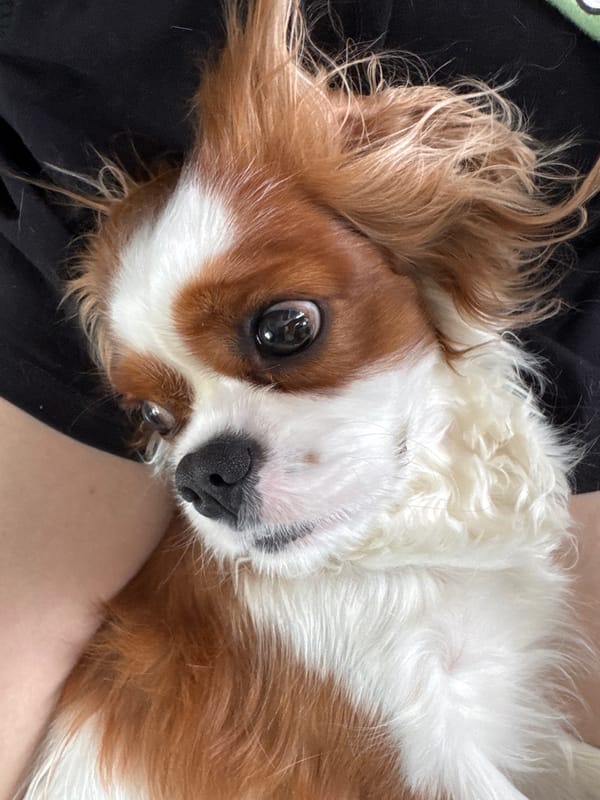 Cavalier King Charles Spaniel chilling at home, multiple angles