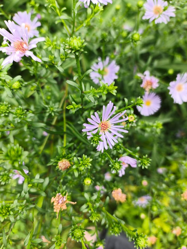 Garden blooms and handmade flowers in Kuyuki, Russia