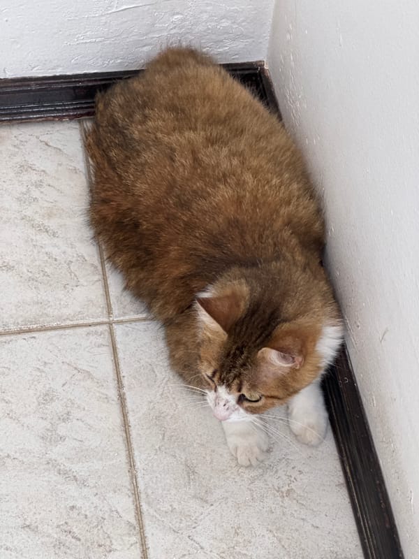 Playful cat documented in various poses in Oaxaca City