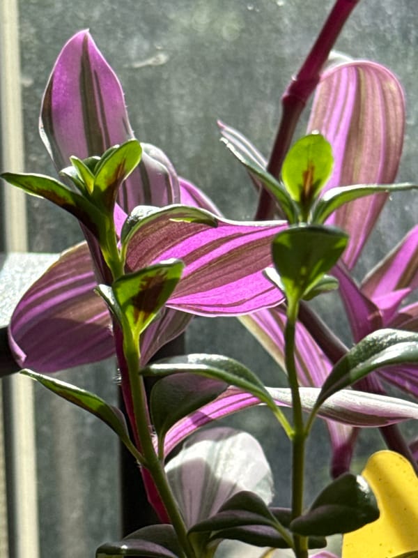 A quiet morning tour of a home's plants, decor, and rooms.