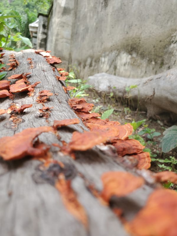 Nature observations documented in Mararaba, Nigeria over 2.5 minutes