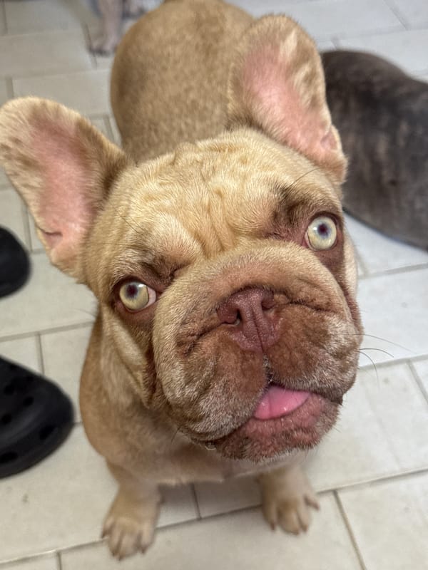 French Bulldogs lounge on a tiled floor in coastal Italy
