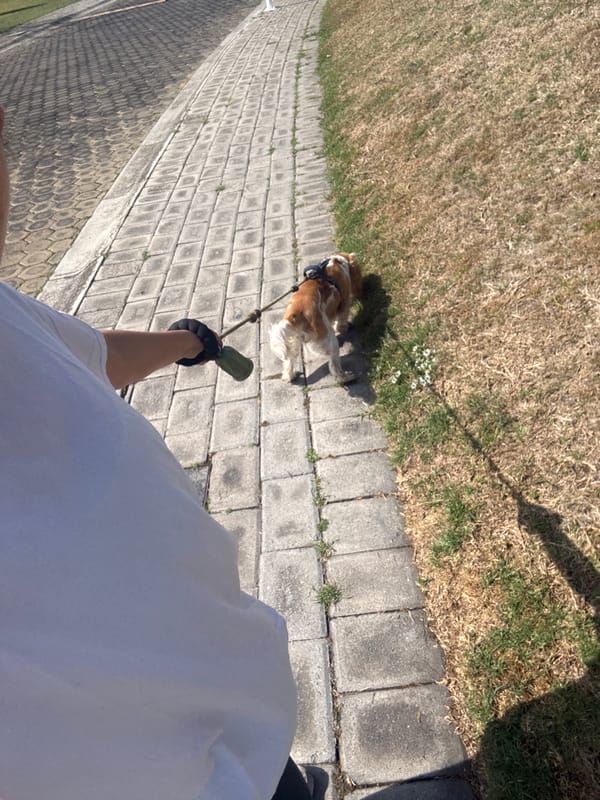 Dog walker spotted with spaniel in San Pedro Cholula