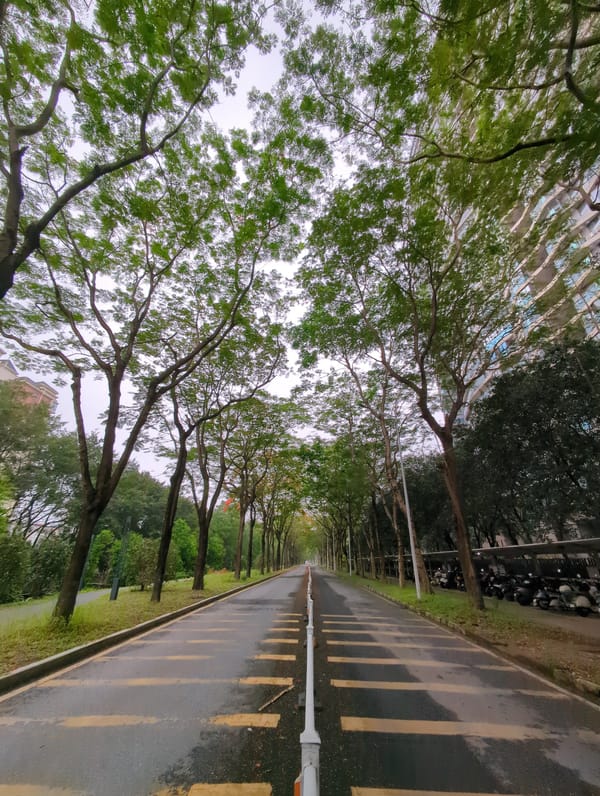 Wet tree-lined road observed in Shunde District after rain