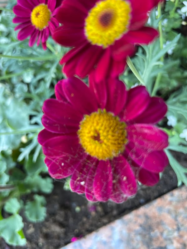 Morning scenes of flowers, coffee, and city life in Saint Petersburg