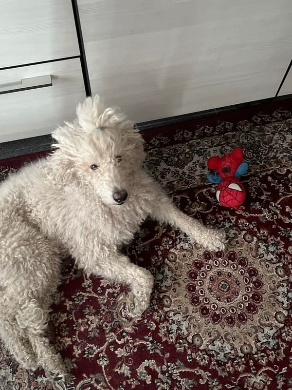 White poodle receives pets on patterned rug near toys