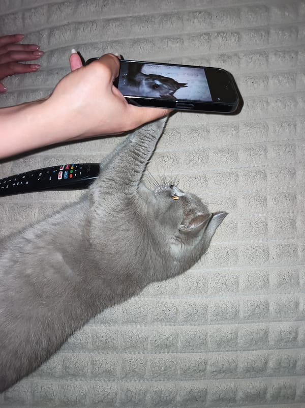 Grey British Shorthair doing absolutely nothing productively in Ternopil