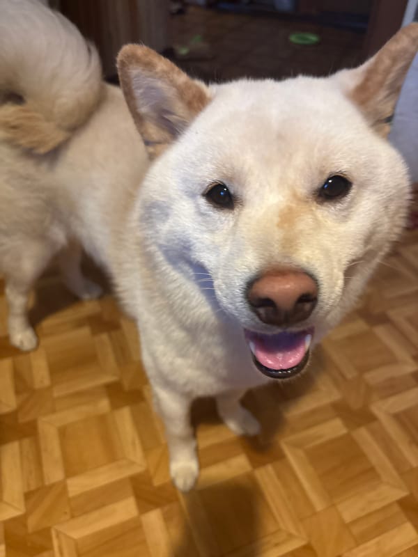 Shiba Inu dog spotted in Kazan, Russia