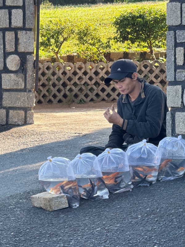 Street vendor sells live fish from plastic bags in Da Lat