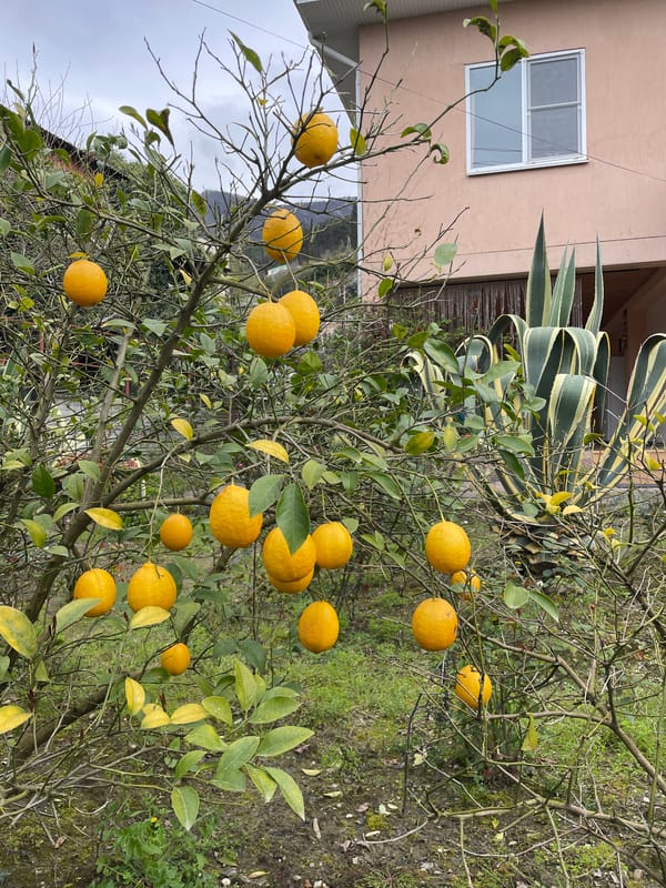 Morning scenes documented in Gagra: trains, citrus trees, weathered paths