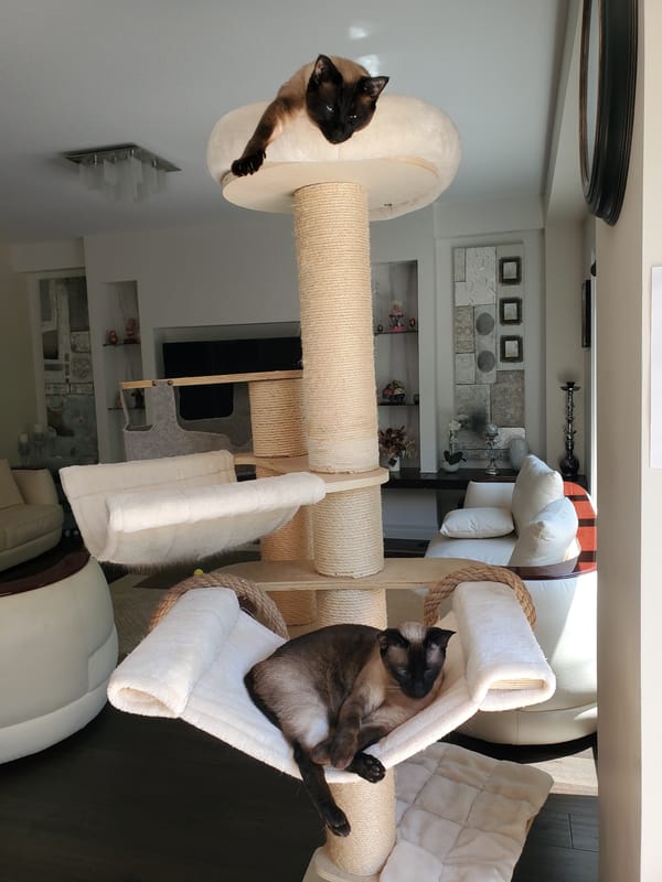 Siamese cats at home in a modern Kitchener living room