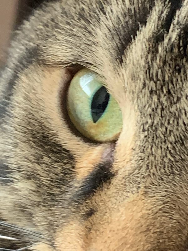 Tabby cat photographed in domestic setting during morning hours