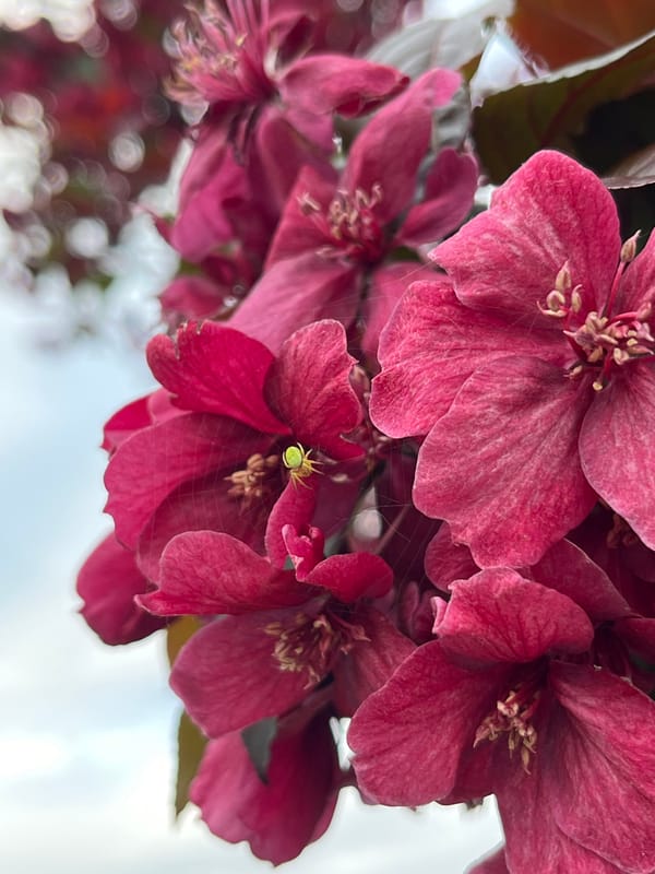 Spring blooms documented with green spider in Minsk