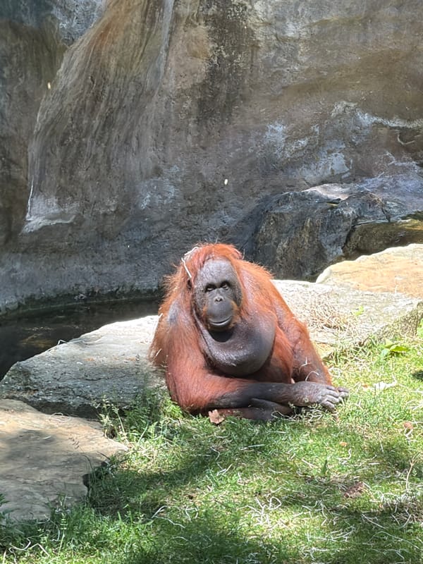Orangutan rests in enclosure at Barcelona zoo