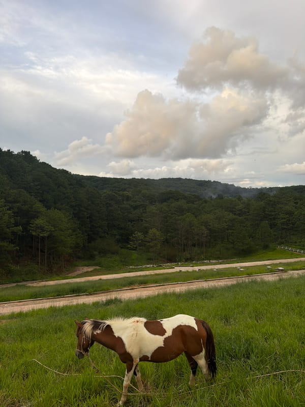 Horses graze in Da Lat's misty highland fields