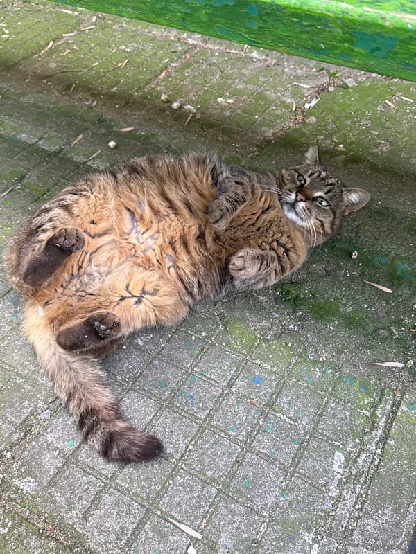 Tabby cat rests on mossy pavement in Plovdiv