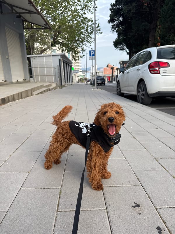 Curly-haired dog spotted on daytime walk in Sutomore, Montenegro